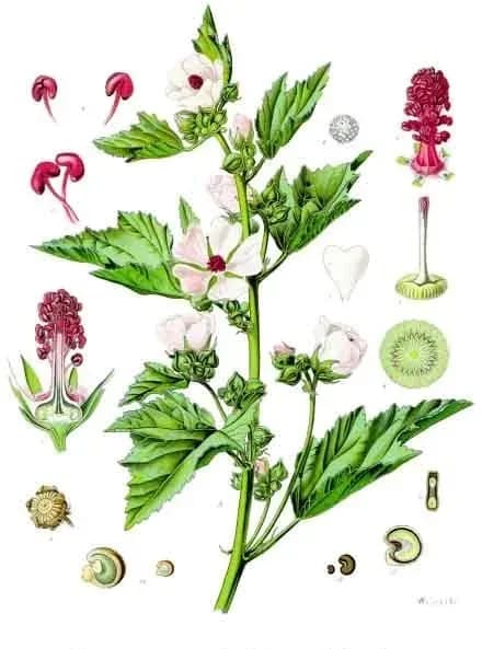 MALVA OFFICINALIS FLOWER EXTRACT 대표 사진