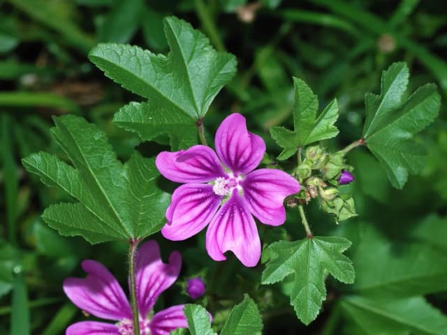 MALVA SYLVESTRIS CALLUS EXTRACT 대표 사진