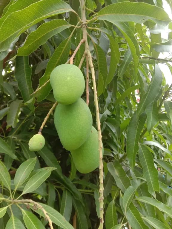 MANGIFERA INDICA SEED GLYCERIDES 대표 사진