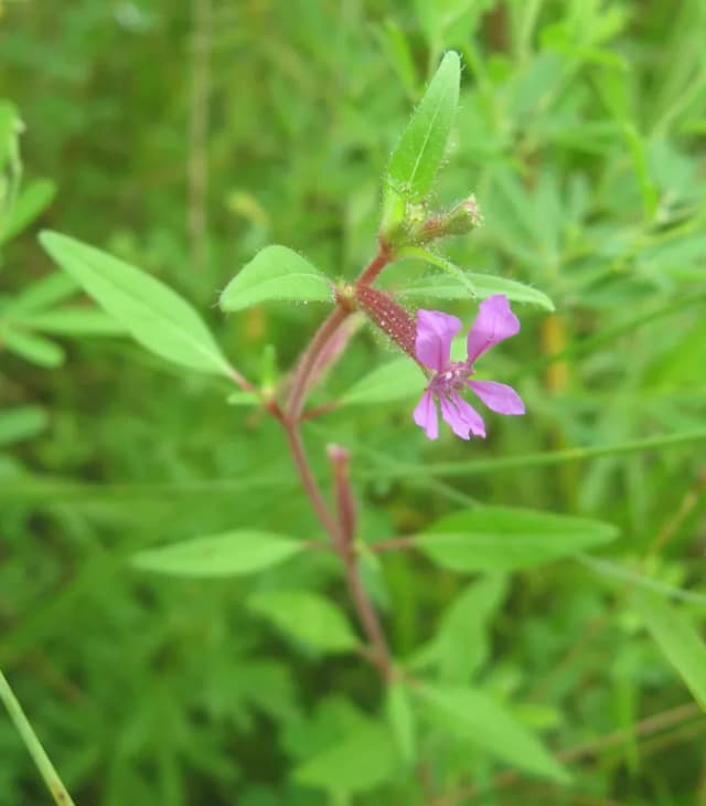 CUPHEA VISCOSISSIMA SEED OIL 대표 사진