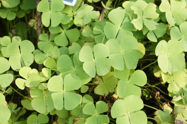 MARSILEA MINUTA EXTRACT 대표 사진