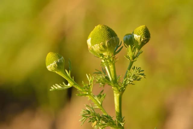 MATRICARIA DISCOIDEA FLOWER/LEAF/STEM EXTRACT 대표 사진