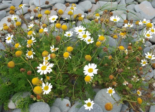 MATRICARIA MARITIMA EXTRACT 대표 사진