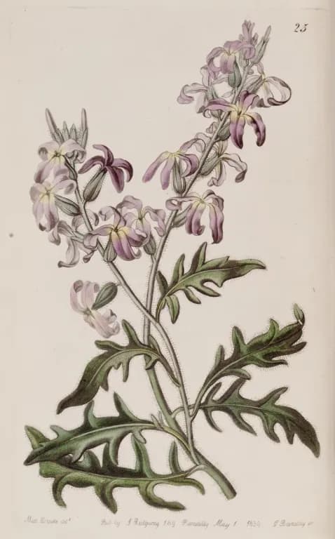 MATTHIOLA LONGIPETALA SEED OIL 대표 사진