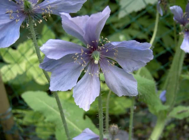 MECONOPSIS HORRIDULA FLOWER EXTRACT 대표 사진
