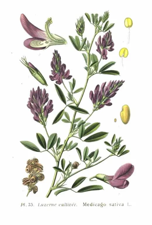 MEDICAGO SATIVA OIL UNSAPONIFIABLES 대표 사진