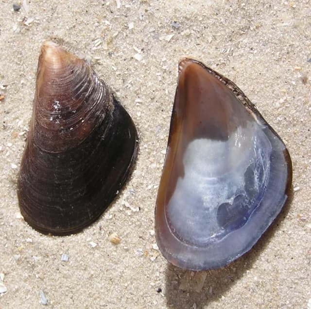 MEDITERRANEAN MUSSEL EXTRACT 대표 사진