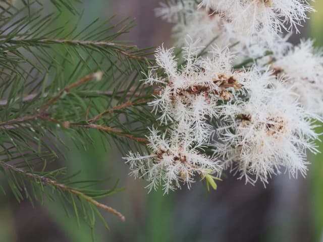 MELALEUCA ALTERNIFOLIA EXTRACT 대표 사진