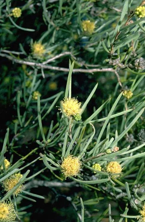 MELALEUCA GLOMERATA LEAF/STEM EXTRACT 대표 사진