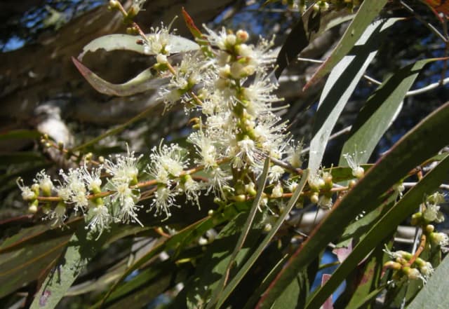 MELALEUCA LEUCADENDRON CAJAPUT FRUIT EXTRACT 대표 사진