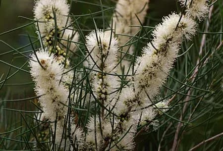 MELALEUCA TERETIFOLIA BRANCH/LEAF OIL 대표 사진