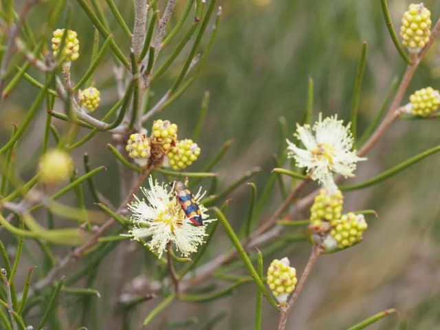 MELALEUCA UNCINATA FLOWER/LEAF EXTRACT 대표 사진