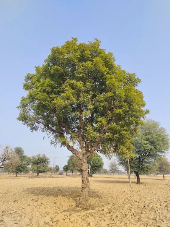 MELIA AZADIRACHTA BRANCH/LEAF EXTRACT 대표 사진