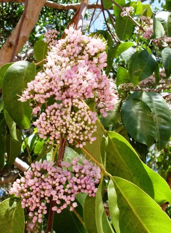 MELICOPE ELLERYANA LEAF EXTRACT 대표 사진