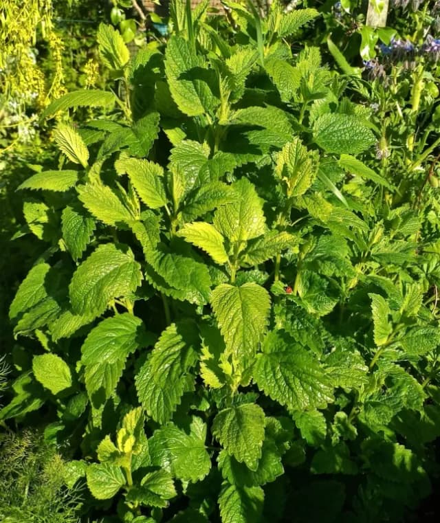 MELISSA OFFICINALIS FLOWER/LEAF/STEM VESICLES 대표 사진
