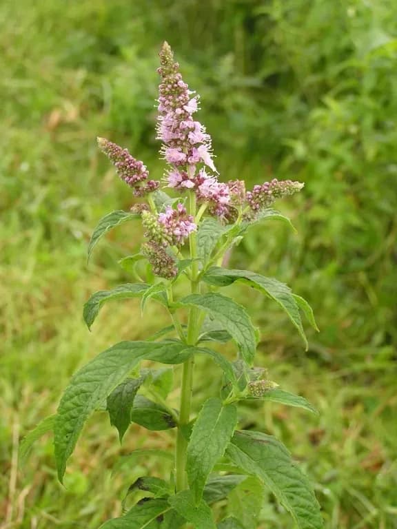 MENTHA LONGIFOLIA FLOWER/LEAF/STEM EXTRACT 대표 사진