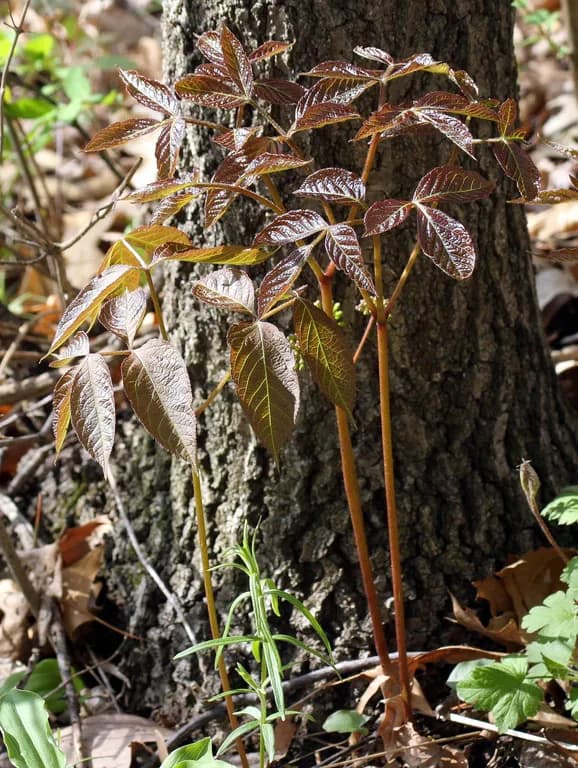 ARALIA NUDICAULIS ROOT EXTRACT 대표 사진