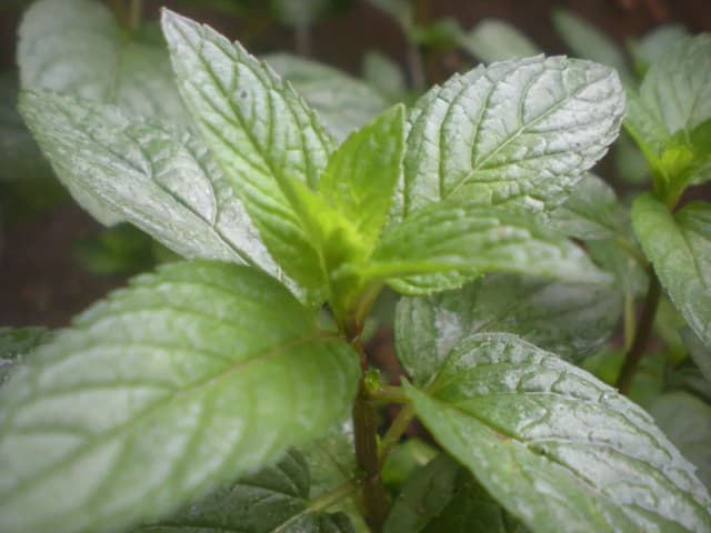 MENTHA PIPERITA LEAF FERMENT FILTRATE 대표 사진