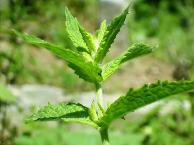 MENTHA SPICATA LEAF/STEM OIL 대표 사진