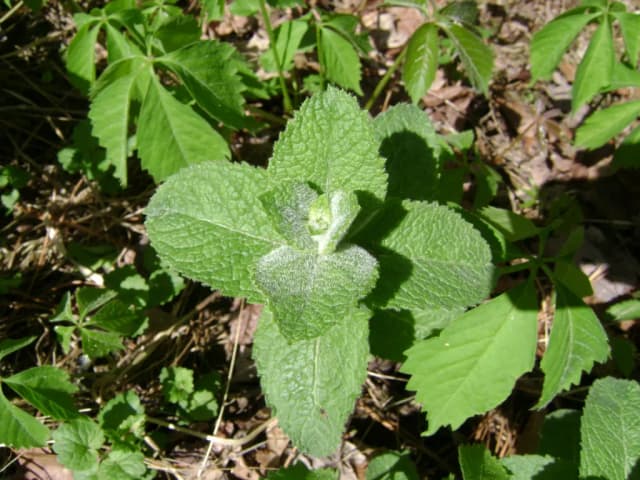 MENTHA SUAVEOLENS LEAF WATER 대표 사진