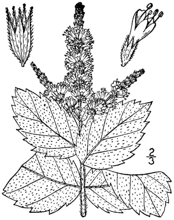 MENTHA VILLOSA EXTRACT 대표 사진