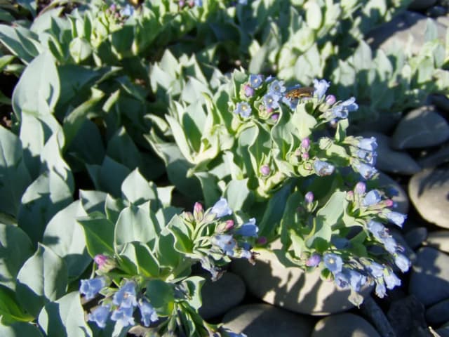 MERTENSIA MARITIMA EXTRACT 대표 사진