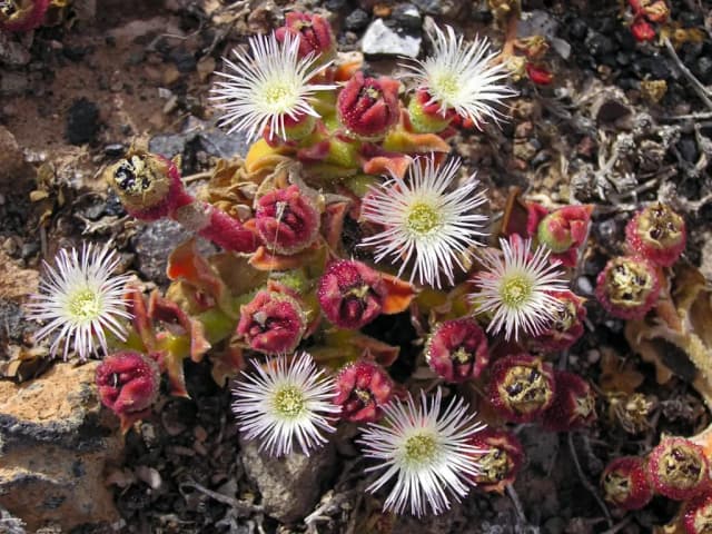 MESEMBRYANTHEMUM CRYSTALLINUM LEAF VESICLES 대표 사진