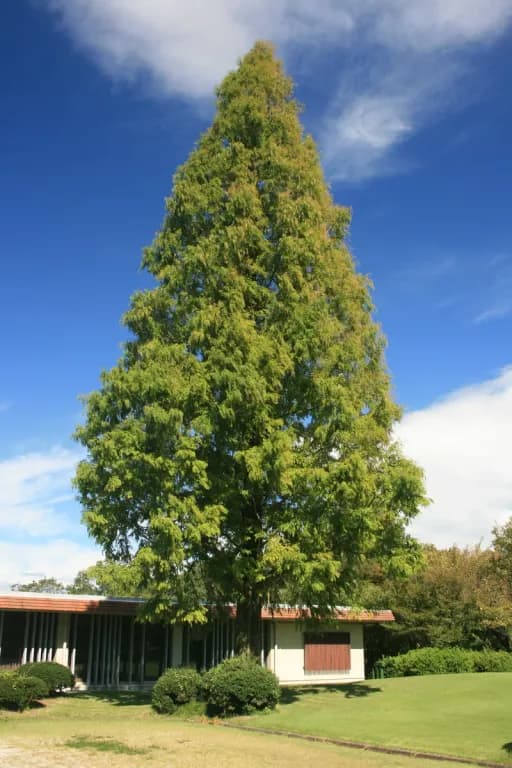 METASEQUOIA GLYPTOSTROBOIDES LEAF EXTRACT 대표 사진