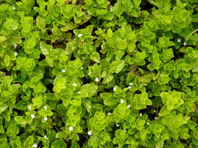 MICROMERIA CHAMISSONIS FLOWER/LEAF/STEM EXTRACT 대표 사진