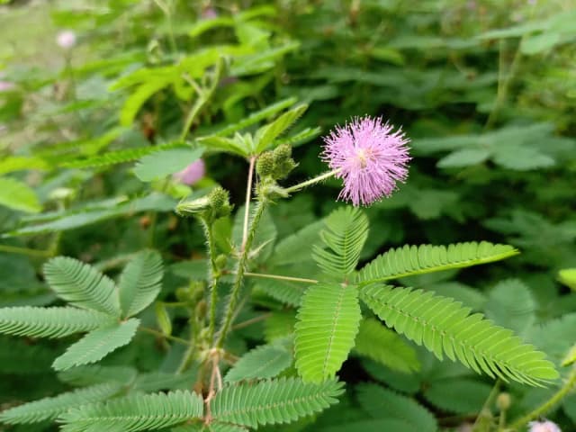 MIMOSA PUDICA ROOT EXTRACT 대표 사진