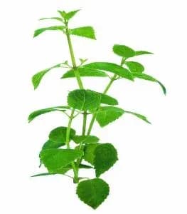 MINTHOSTACHYS MOLLIS BRANCH/LEAF OIL 대표 사진