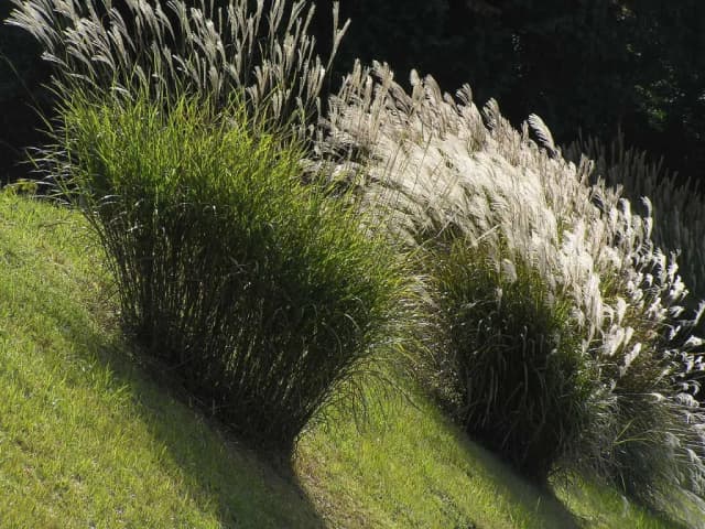 MISCANTHUS SINENSIS FLOWER EXTRACT 대표 사진