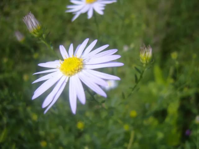 MIYAMAYOMENA KORAIENSIS LEAF/STEM EXTRACT 대표 사진
