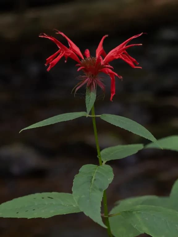 MONARDA DIDYMA EXTRACT 대표 사진