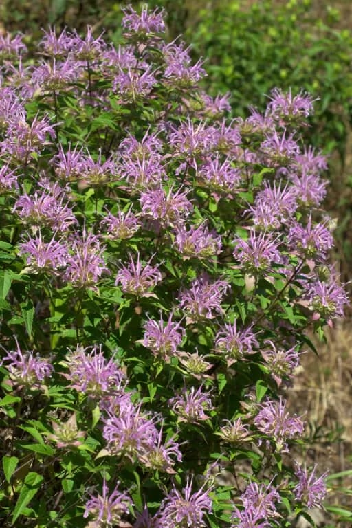 MONARDA FISTULOSA EXTRACT 대표 사진