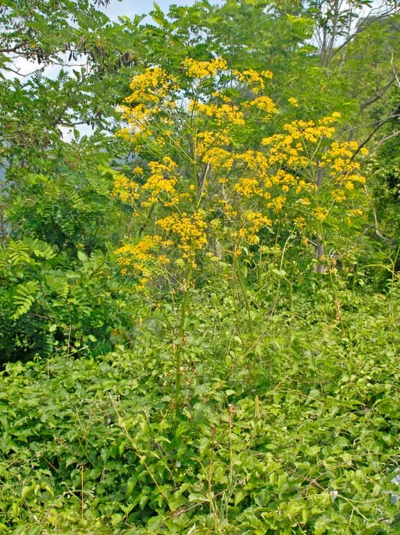 Opopanax, resin 대표 사진