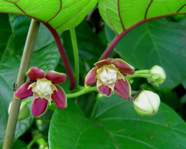 MONDIA WHITEI ROOT EXTRACT 대표 사진