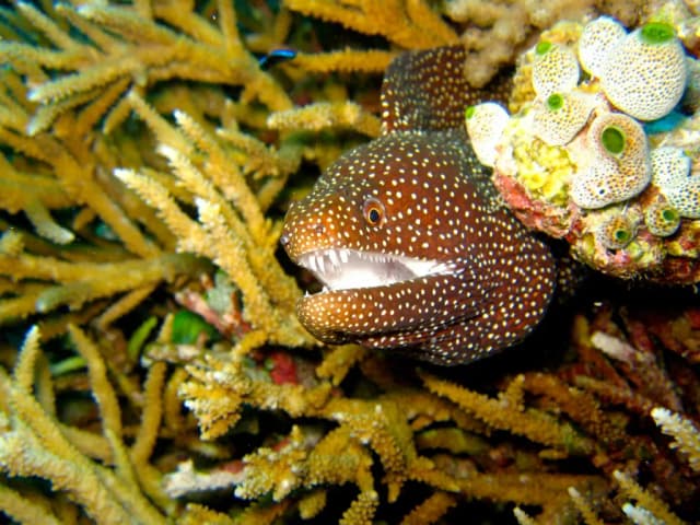 MORAY EEL OIL 대표 사진