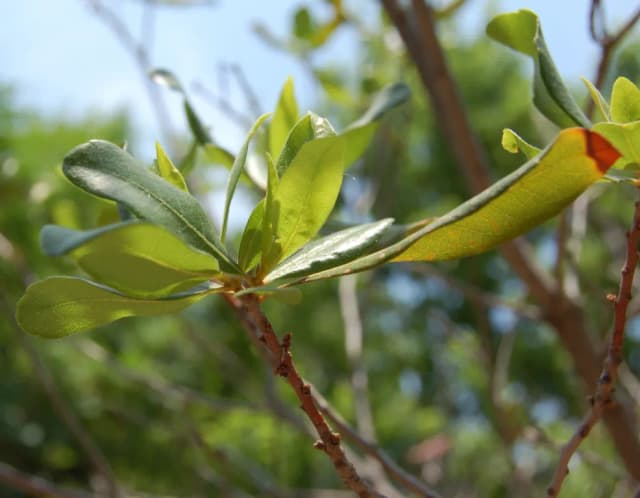 MORELLA PENSYLVANICA LEAF OIL 대표 사진