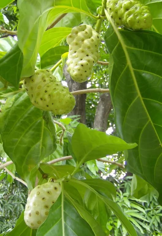 MORINDA CITRIFOLIA SEED POWDER 대표 사진