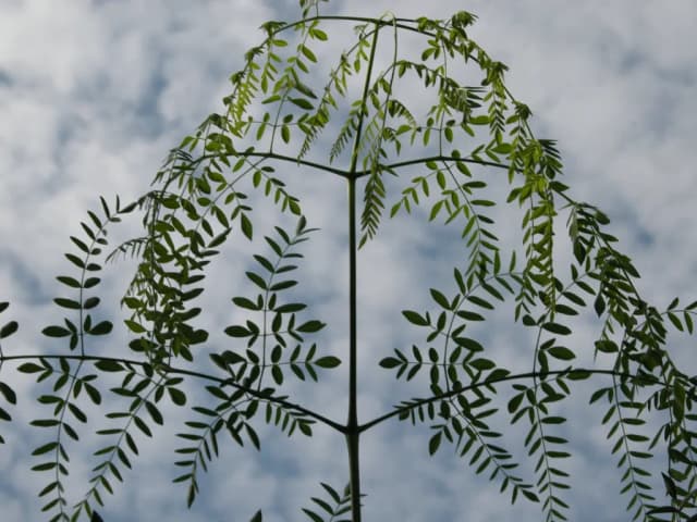 MORINGA DROUHARDII SEED OIL 대표 사진