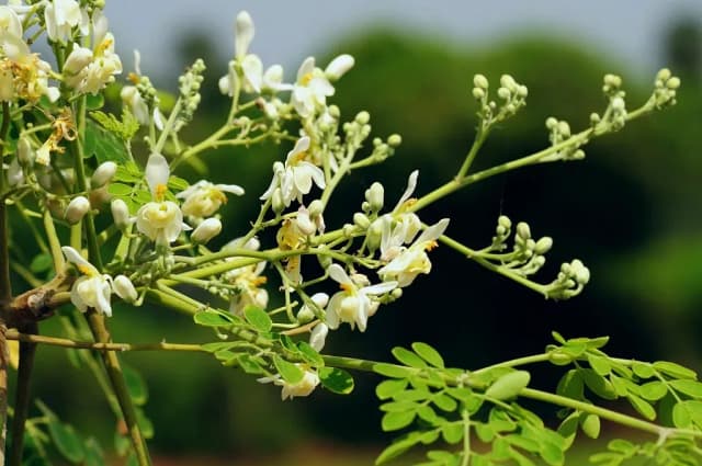 MORINGA OLEIFERA LEAF/STEM EXTRACT 대표 사진