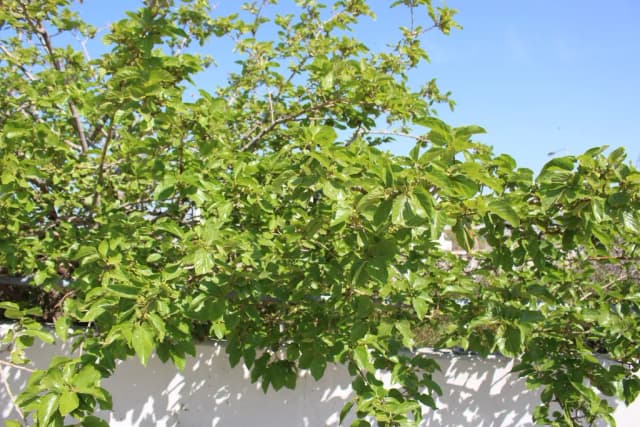 MORUS ALBA ROOT BARK/GLECHOMA HEDERACEA/MICHELIA ALBA FLOWER EXTRACT 대표 사진