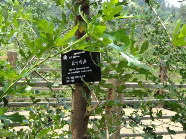 MORUS BOMBYCIS WOOD EXTRACT 대표 사진