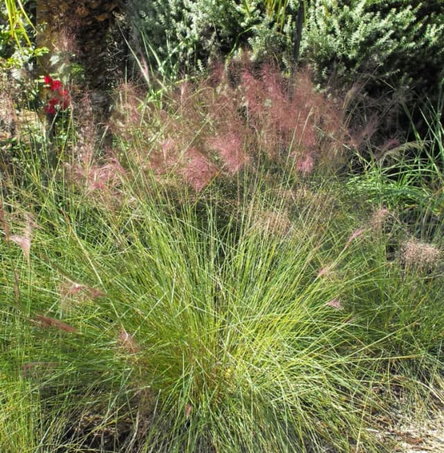 MUHLENBERGIA CAPILLARIS EXTRACT 대표 사진