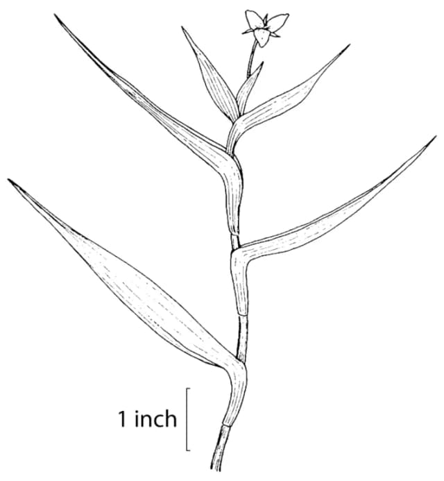 MURDANNIA KEISAK EXTRACT 대표 사진