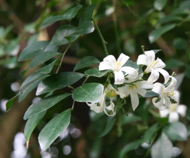 MURRAYA EXOTICA WOOD POWDER 대표 사진