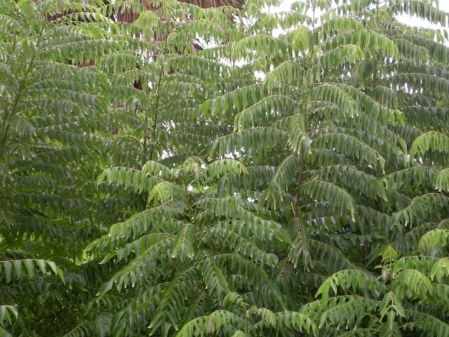 MURRAYA KOENIGII LEAF POWDER 대표 사진