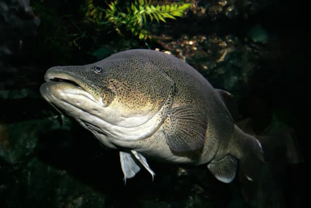 MURRAY COD SKIN MUCUS EXTRACT 대표 사진