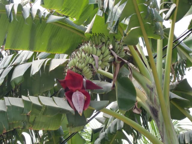 MUSA ACUMINATA FRUIT POWDER 대표 사진